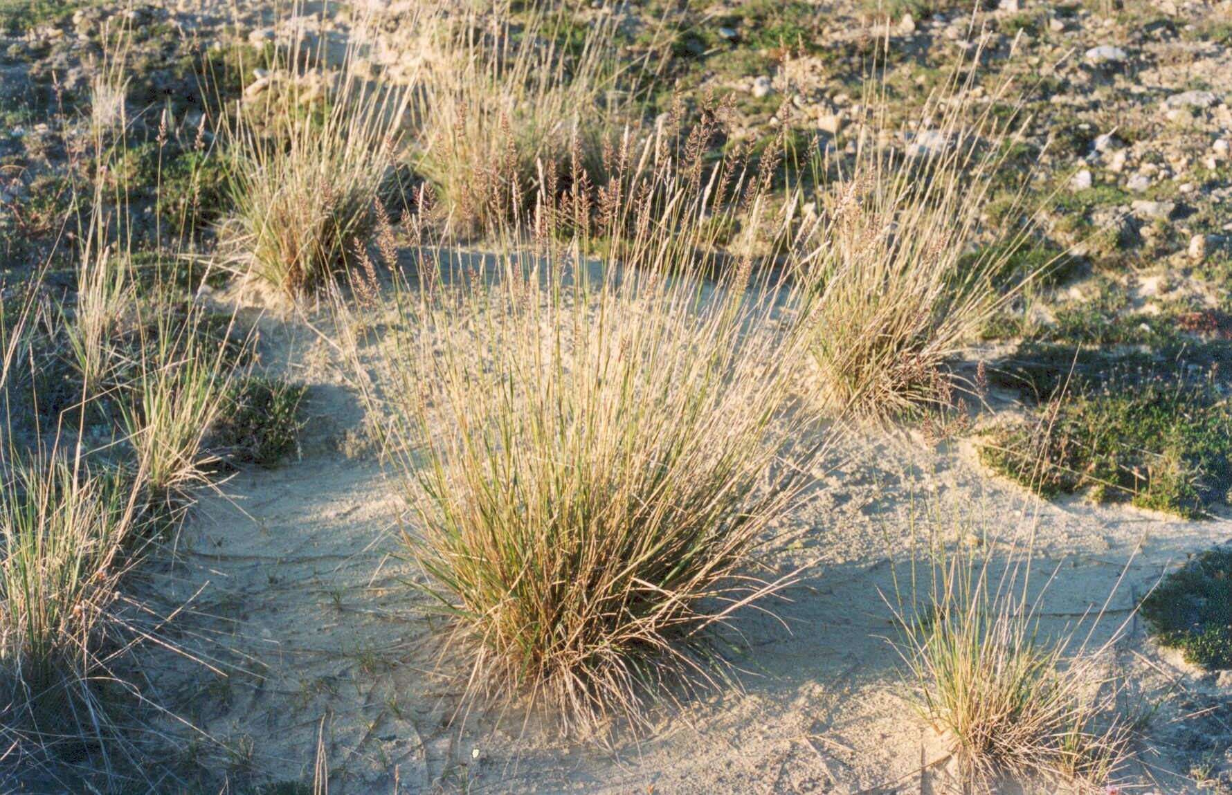 Image of Deschampsia cespitosa subsp. glauca (Hartm.) Tzvelev