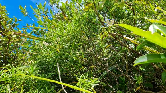 Image of Veronica stenophylla var. hesperia (Bayly & Garn.-Jones) Garn.-Jones