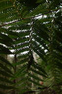 Image of Rough Tree Fern