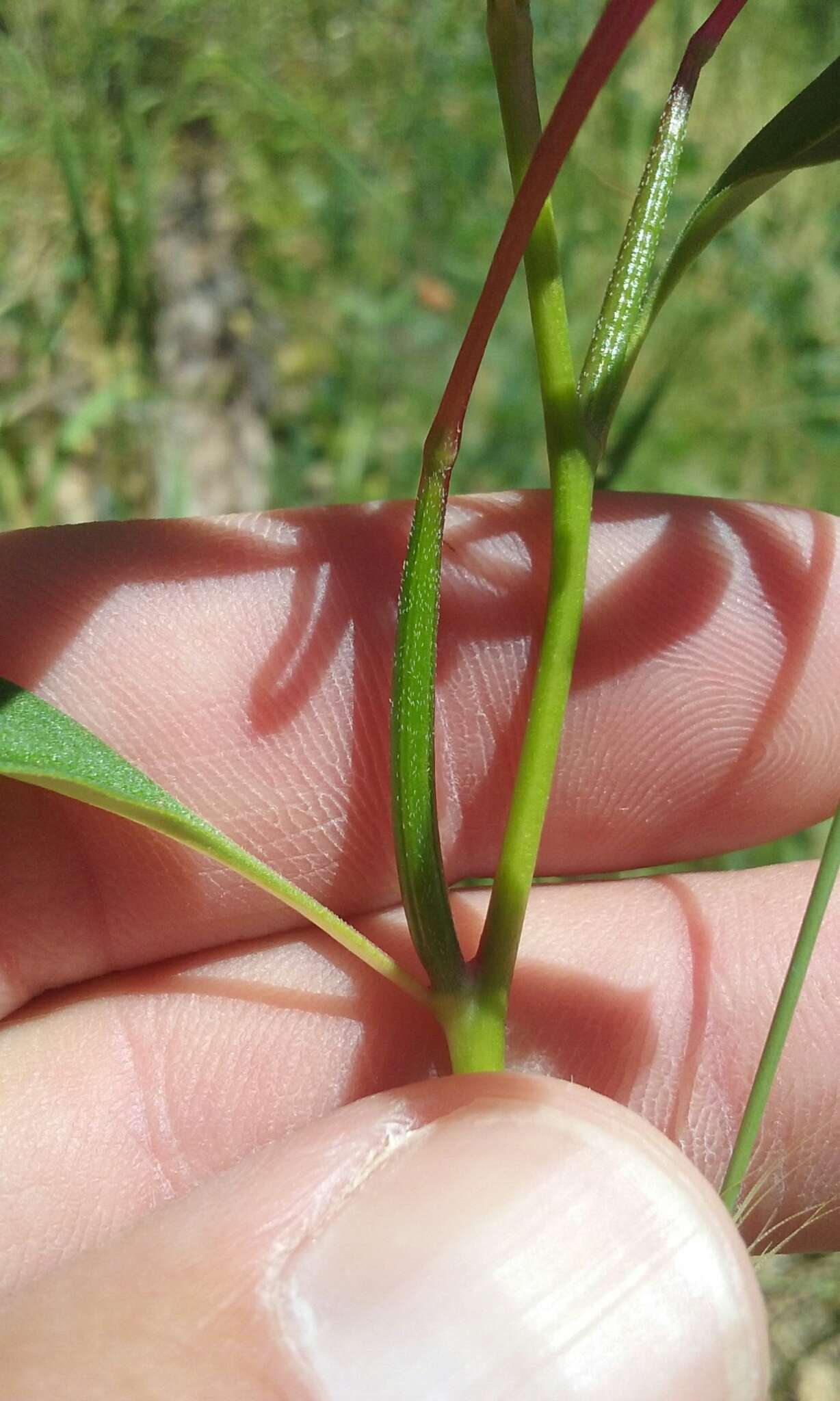 Plancia ëd Clarkia concinna subsp. concinna