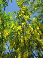 Image of Waterer's Laburnum