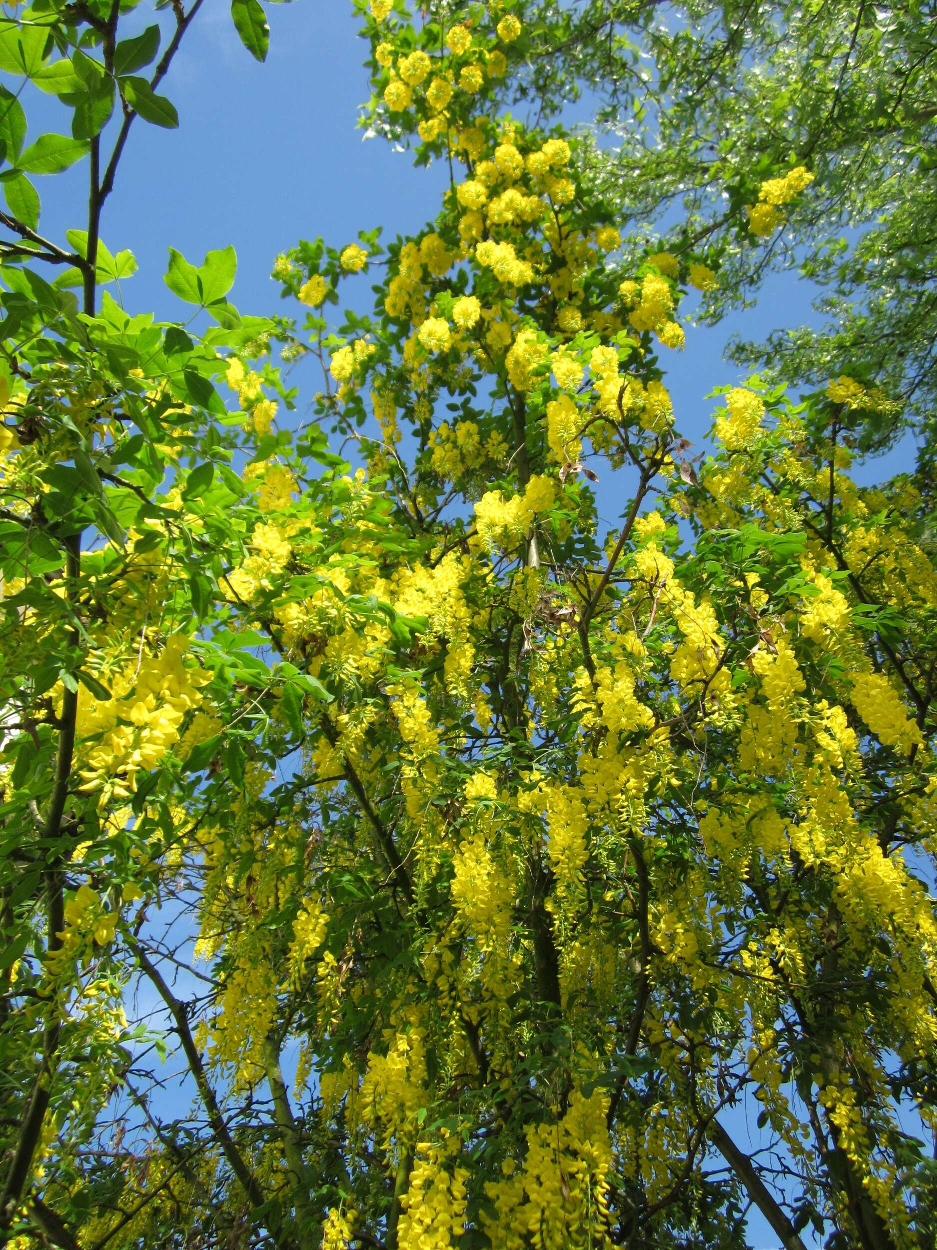 Image of Waterer's Laburnum