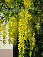 Image of Waterer's Laburnum