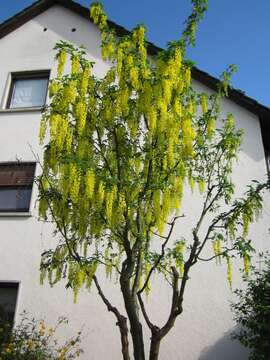 Image of Waterer's Laburnum