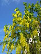 Image of Waterer's Laburnum