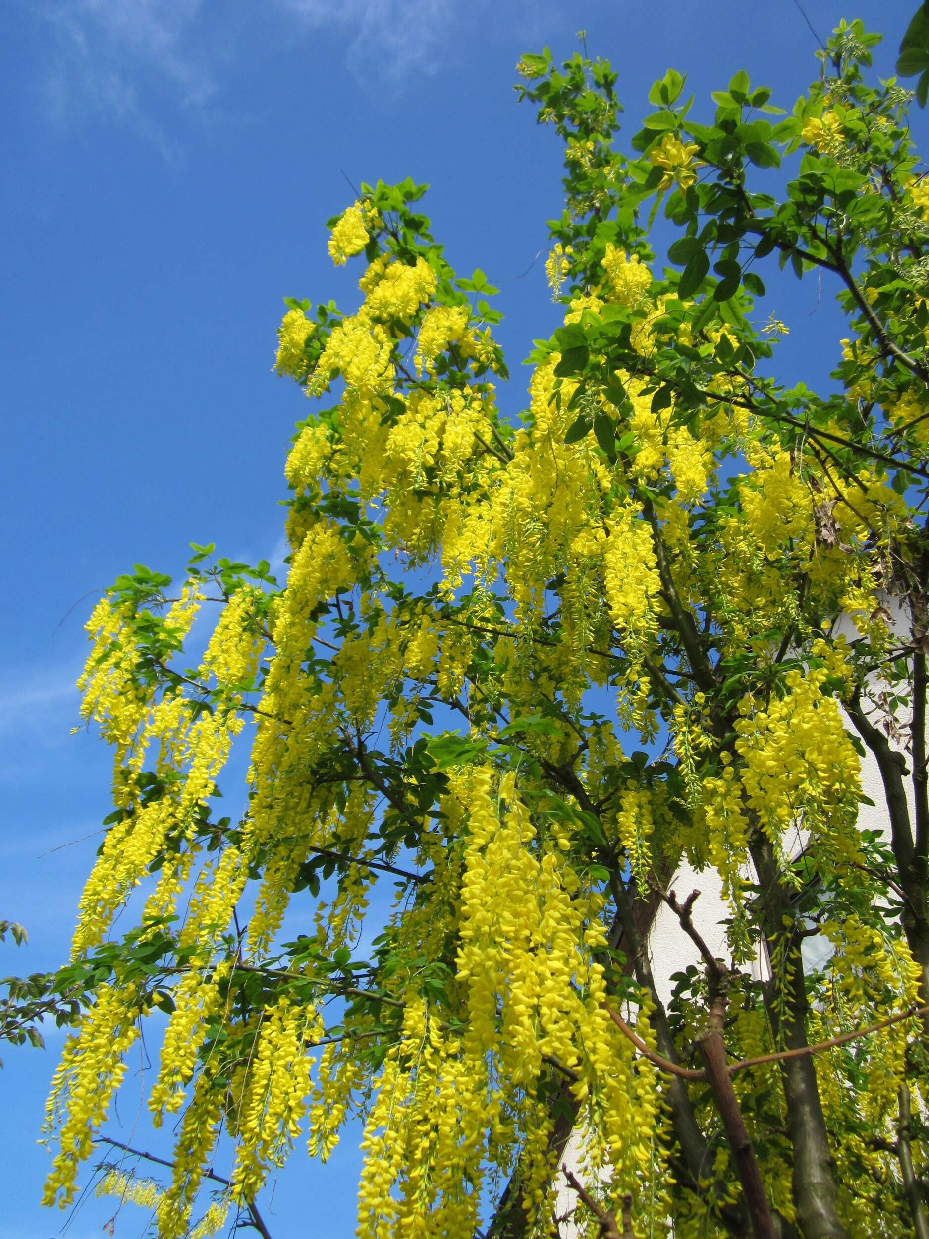 Image of Waterer's Laburnum