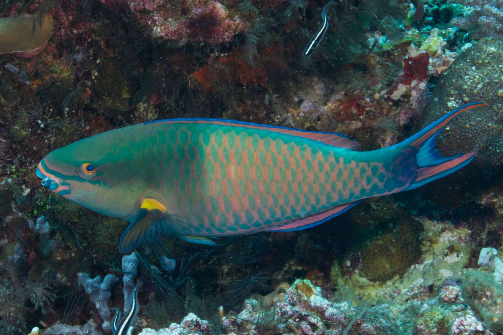 Image of Three-colour Parrotfish