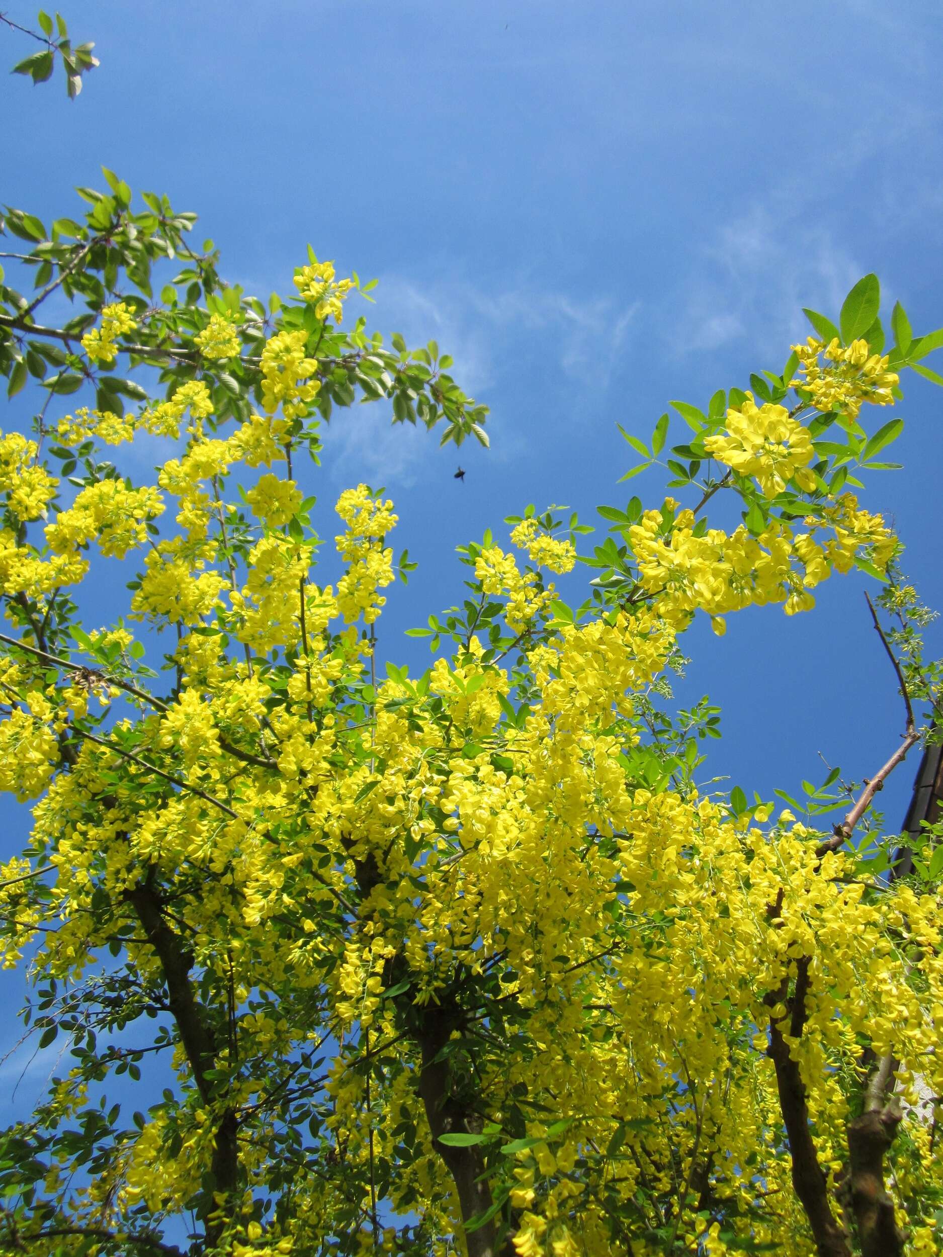 Image of Common Laburnum