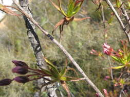 Image of Roridula dentata L.