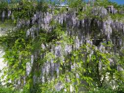 Plancia ëd Wisteria floribunda (Willd.) DC.