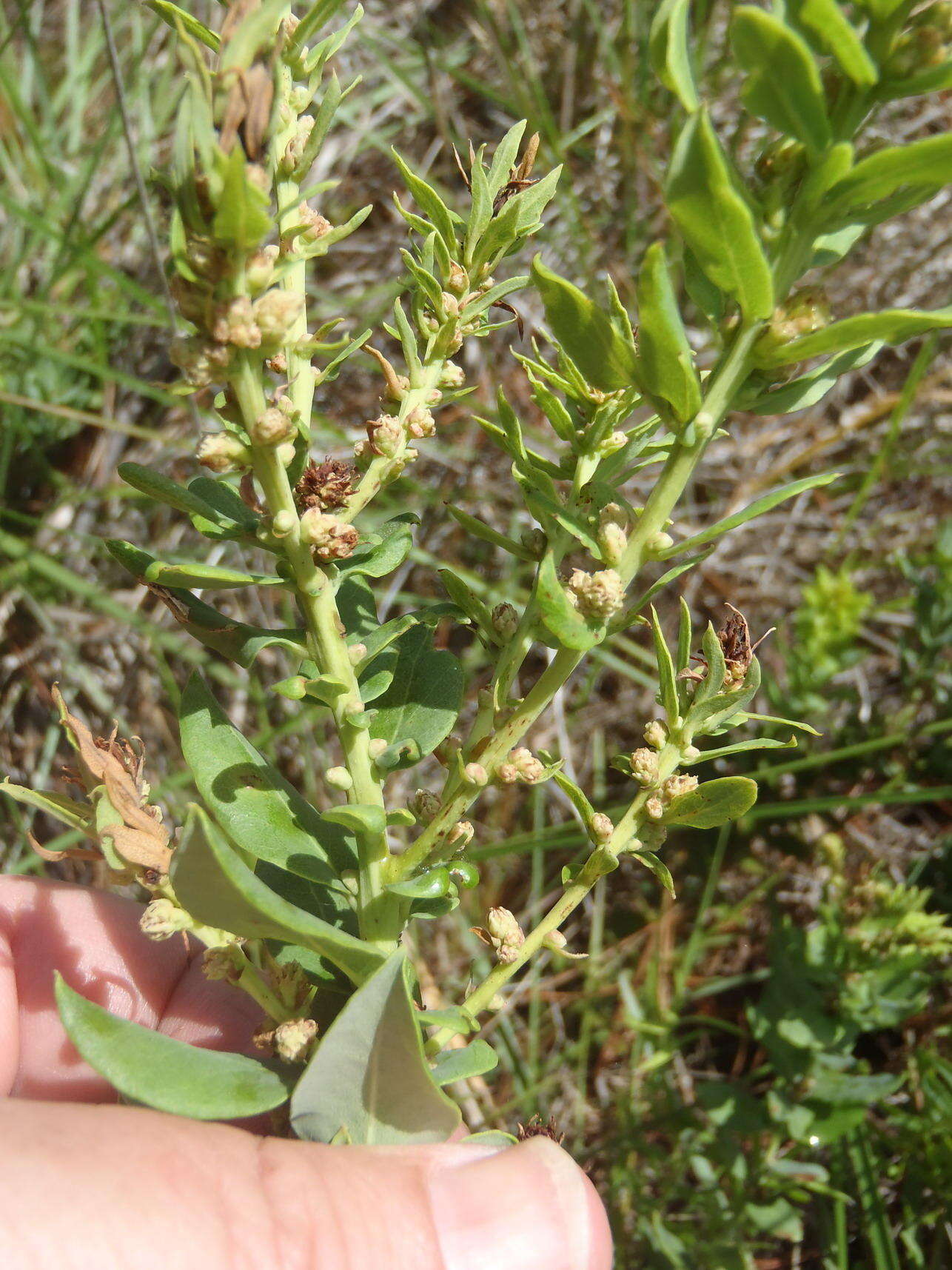 Image of Morella humilis (Cham. & Schltdl.) D. J. B. Killick