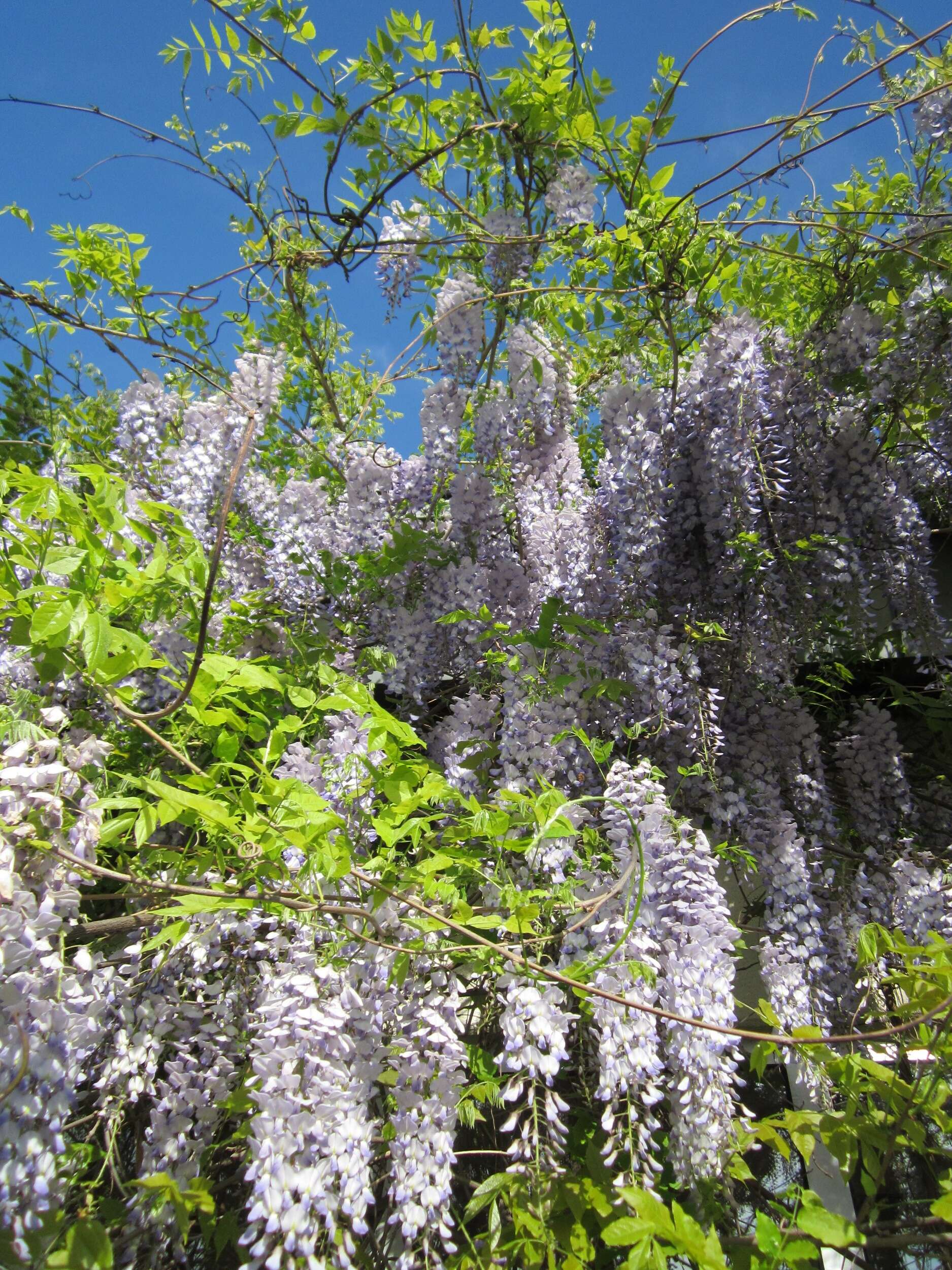 Plancia ëd Wisteria floribunda (Willd.) DC.