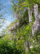 Image of Japanese wisteria