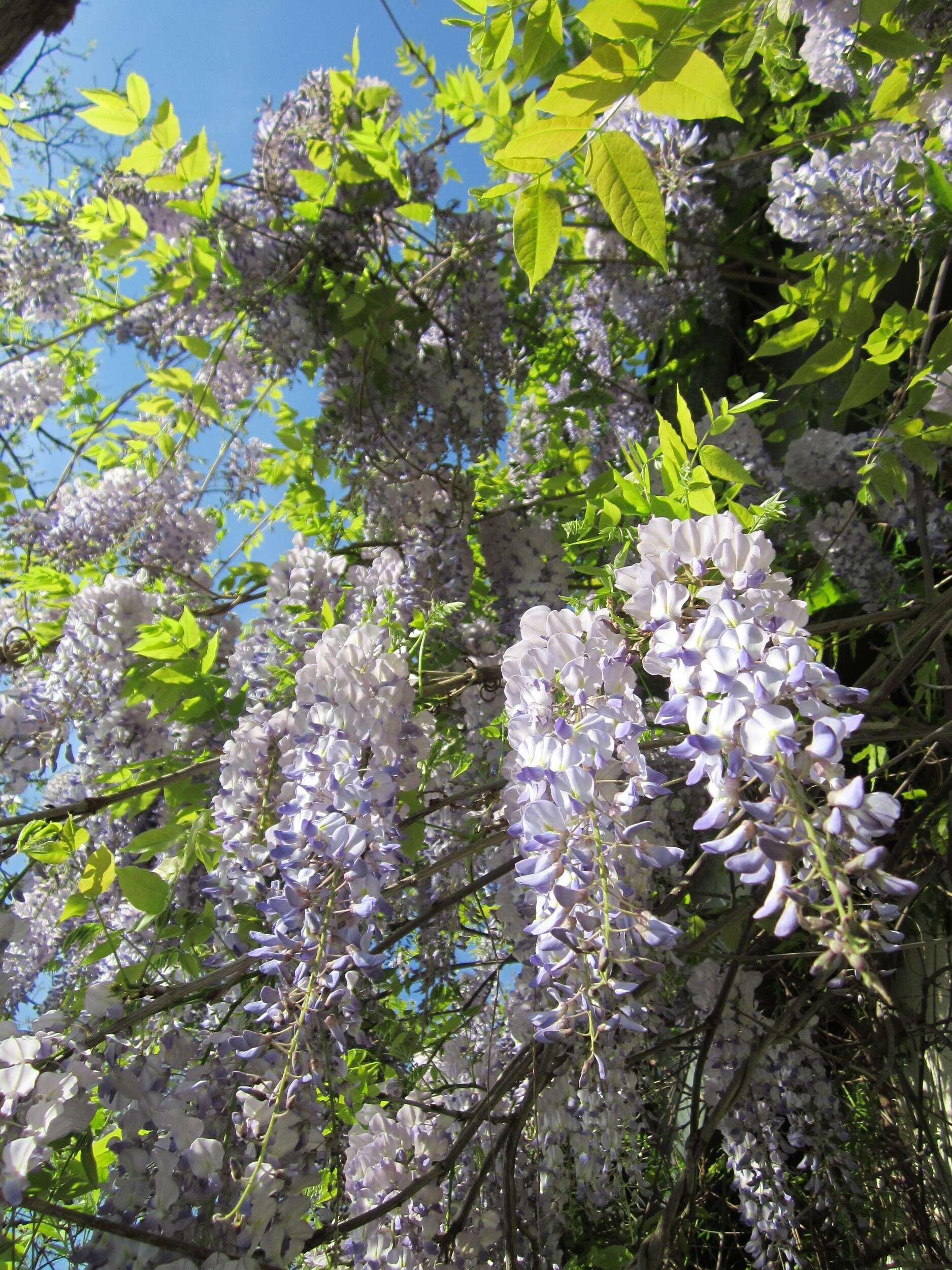 Plancia ëd Wisteria floribunda (Willd.) DC.