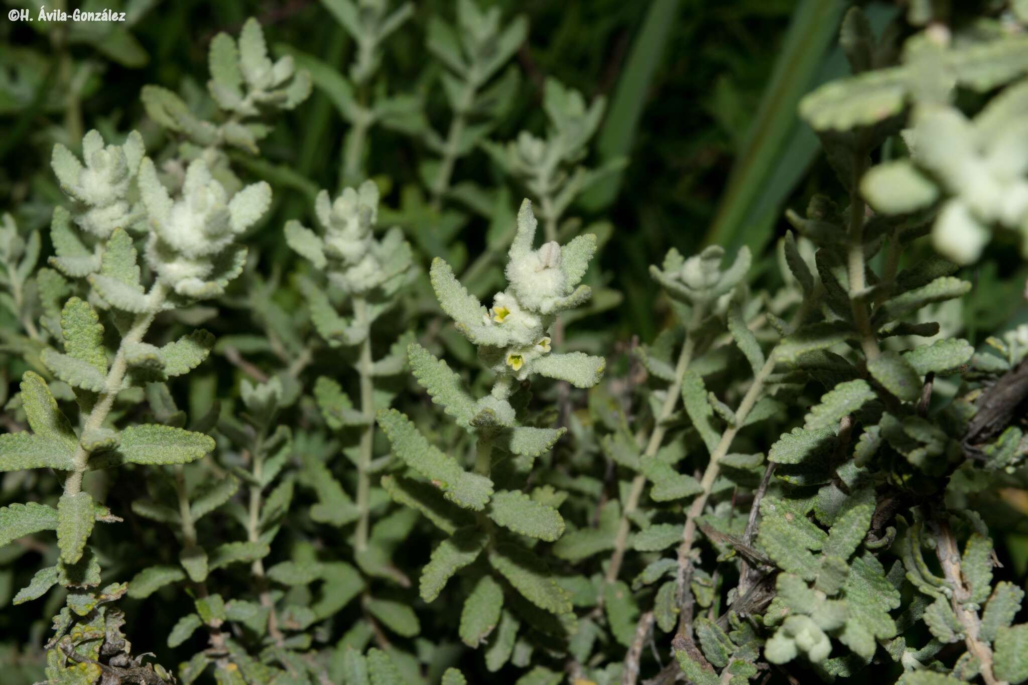 Слика од Buddleja scordioides Kunth