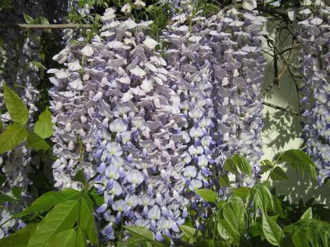 Plancia ëd Wisteria floribunda (Willd.) DC.