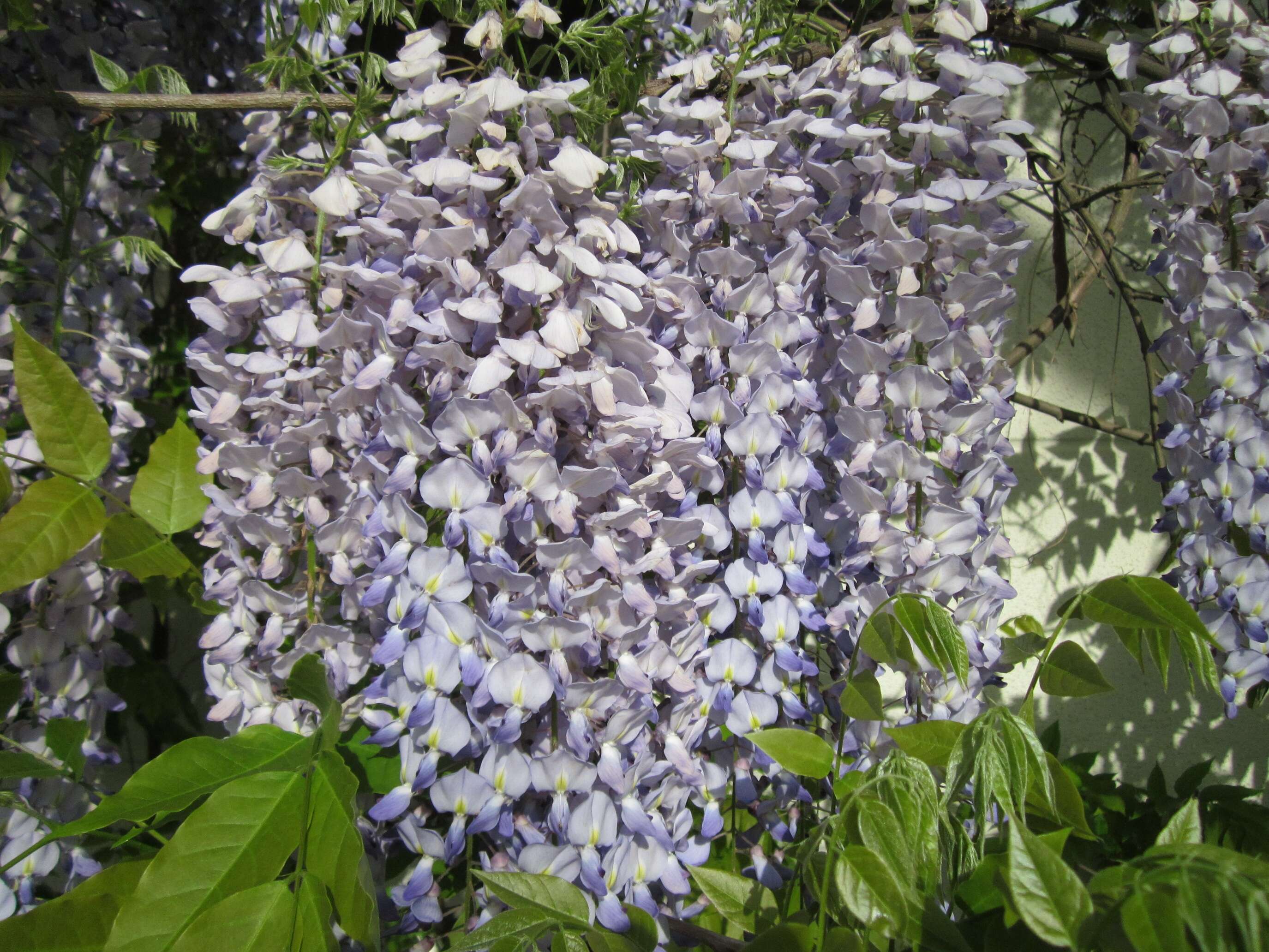 Image of Japanese wisteria