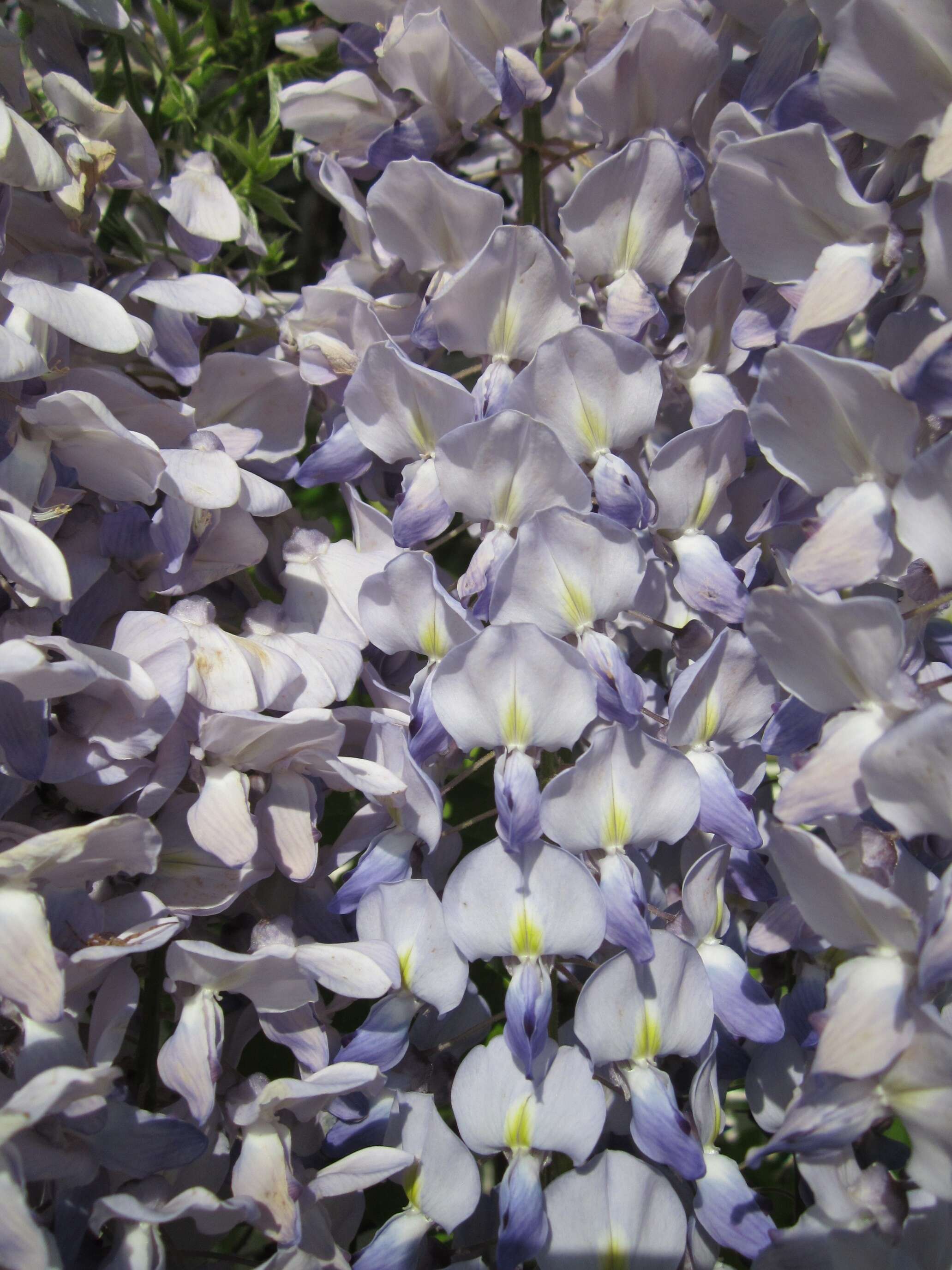 Image of Japanese wisteria