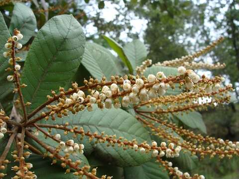 Clethra mexicana DC.的圖片