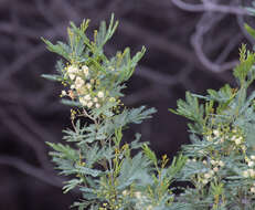 Sivun Acacia deanei subsp. paucijuga (F. Muell. ex N. A. Wakef.) Tindale kuva