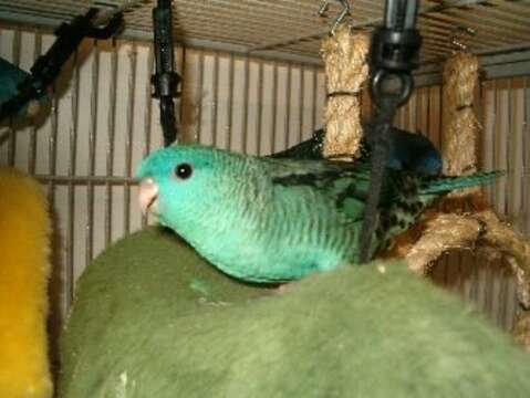 Image of Barred Parakeet