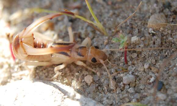 Image de Labiduroidea