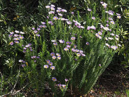 Image of Dune daisy