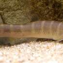 Image of Kissing Loach