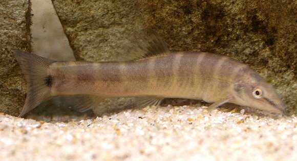 Image of Kissing Loach