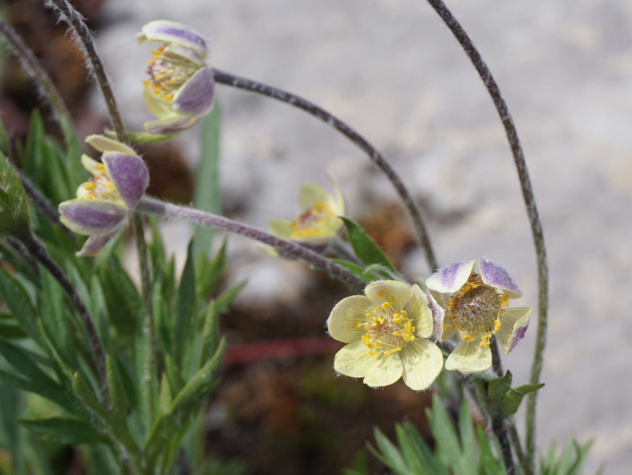 Image of Pacific anemone