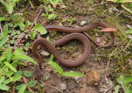 Image of Godman's Graceful Brown Snake