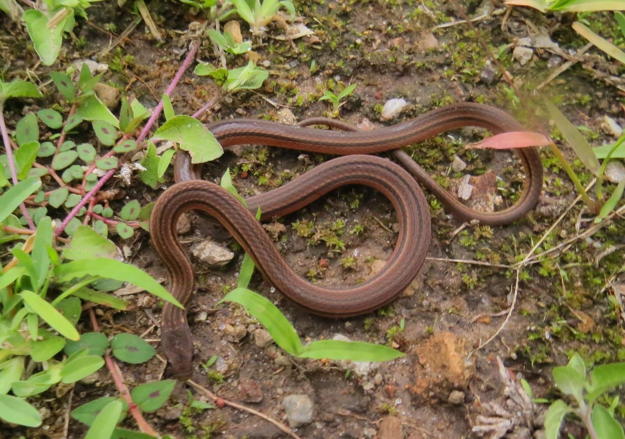 Image of Godman's Graceful Brown Snake