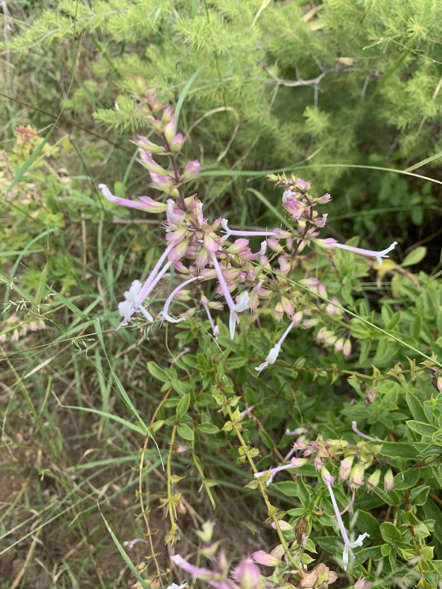 Image de Ocimum tubiforme (R. D. Good) A. J. Paton