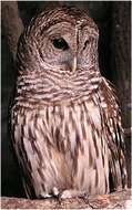 Image of Barred Owl