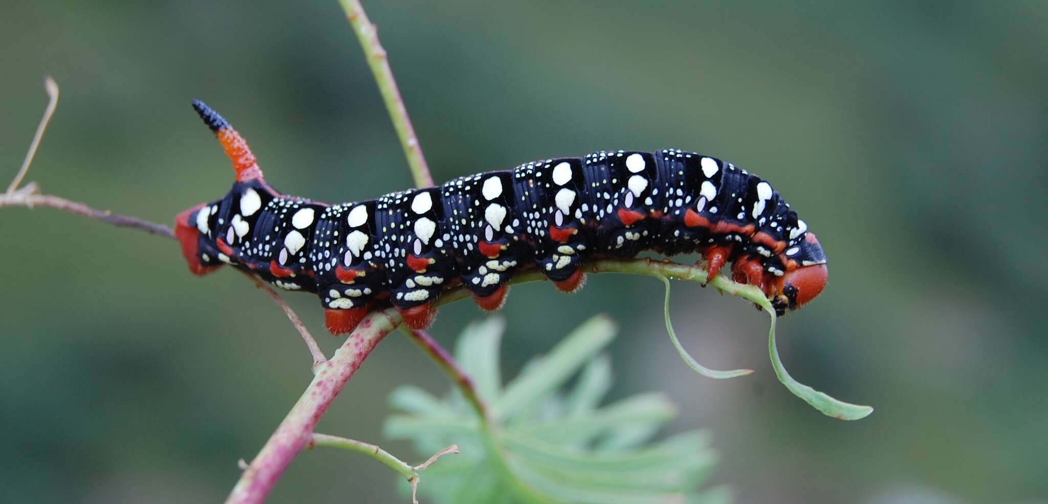 Image of Spurge Hawk Moth