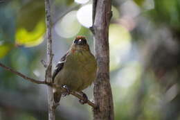 Image of Mauritius Fody