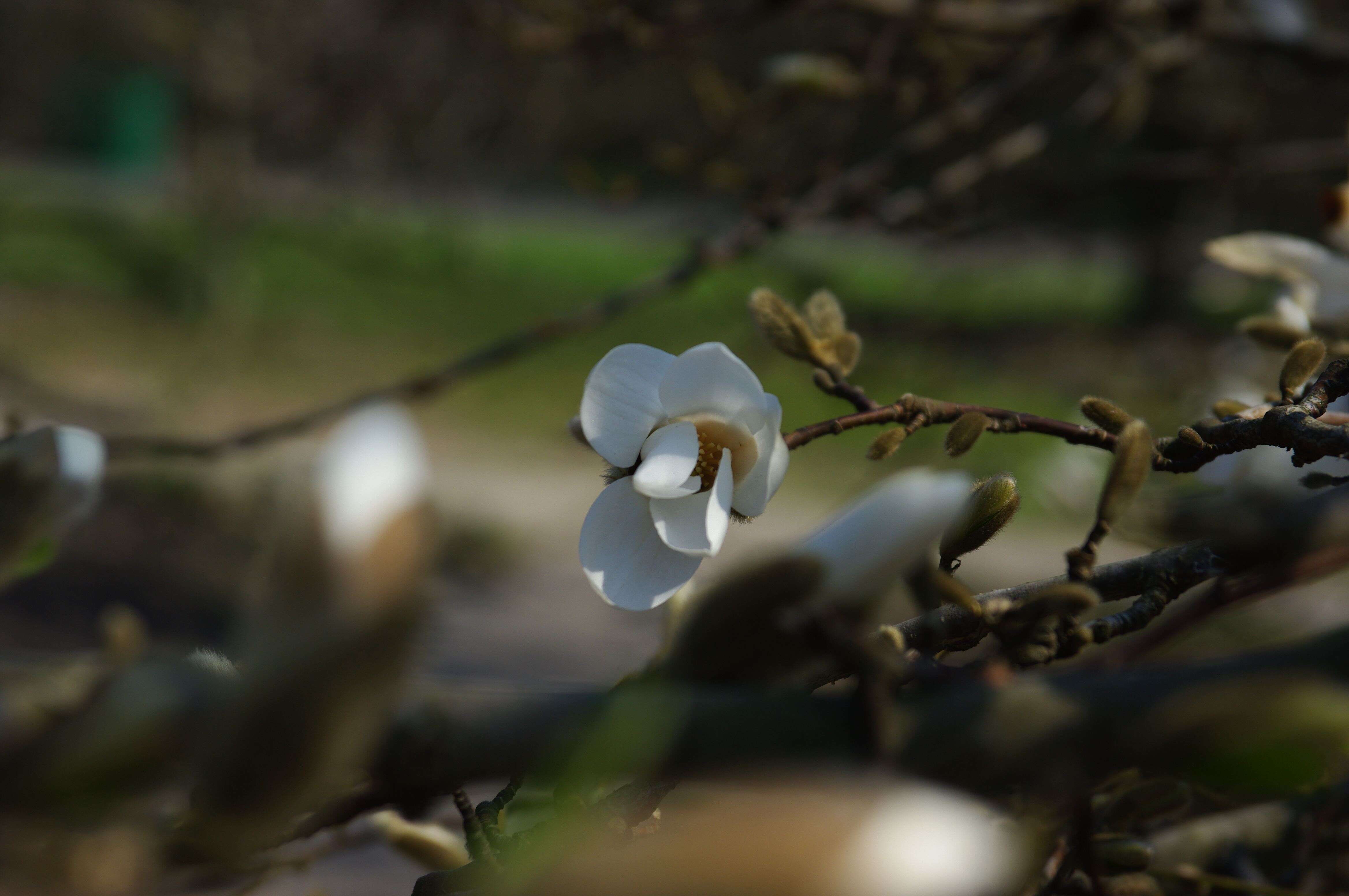 Image of Kobus magnolia