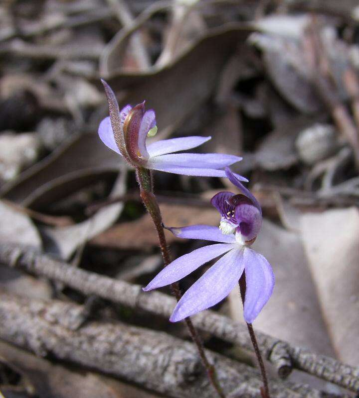 Image of Eastern tiny blue china orchid