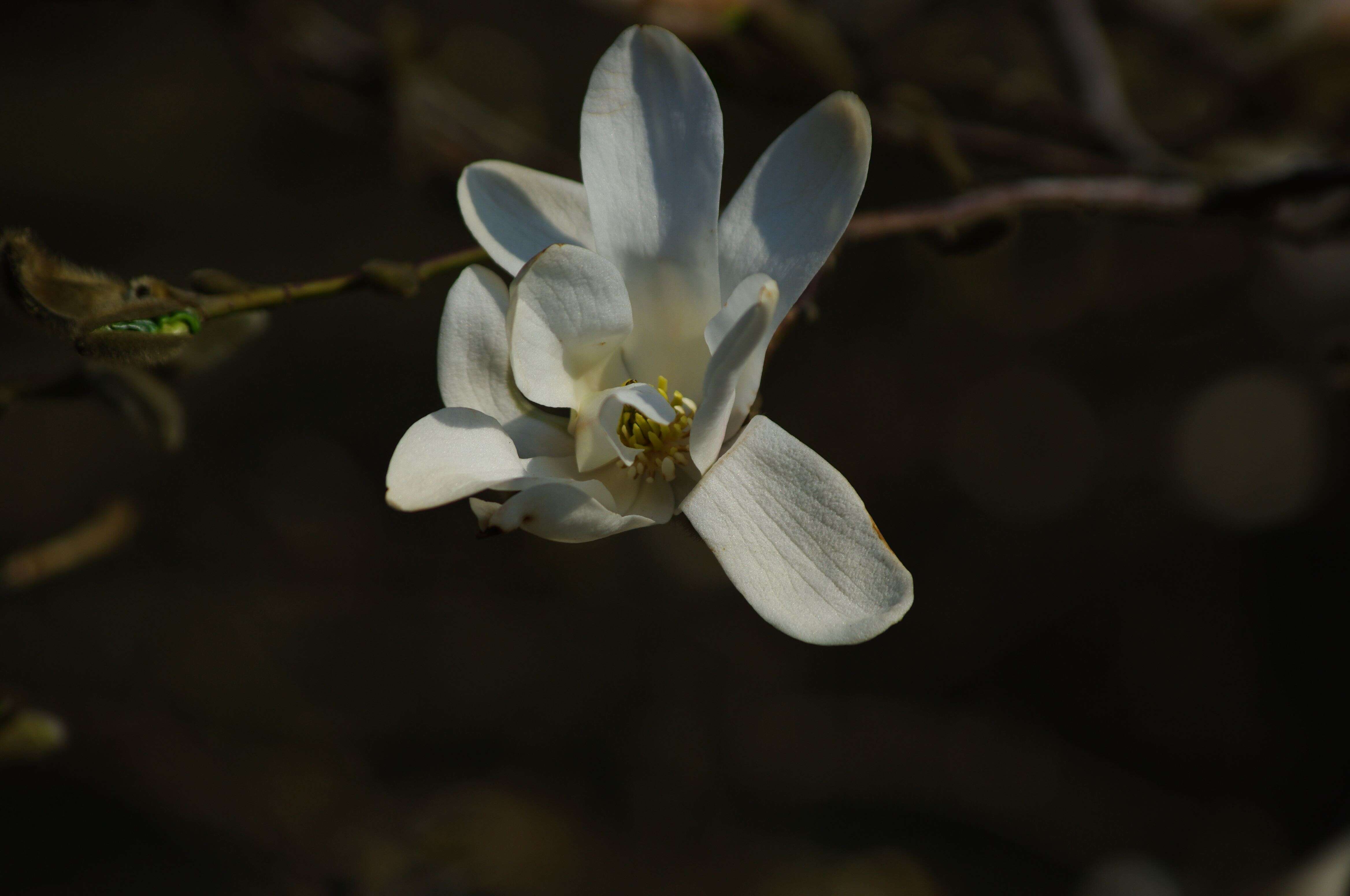 Image of Kobus magnolia