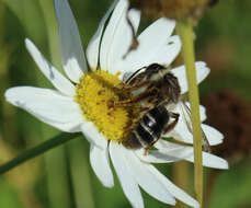 Image of Andrena denticulata (Kirby 1802)