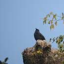 Image of Blue Rock Thrush