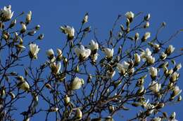 Image of Kobus magnolia