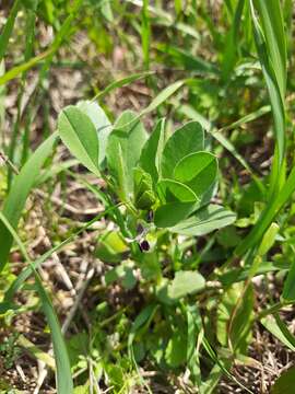 Imagem de Vicia narbonensis L.