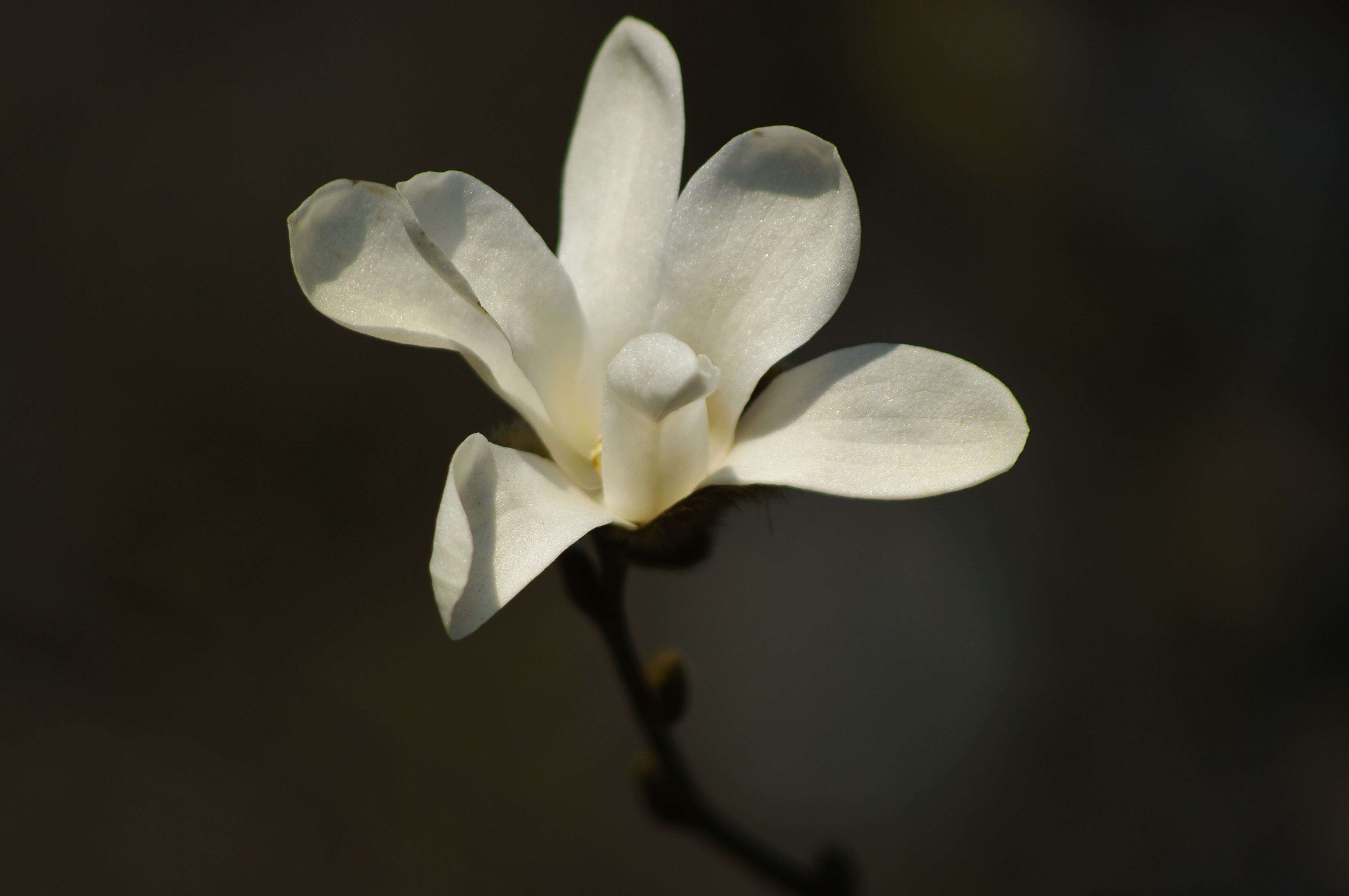 Image of Kobus magnolia