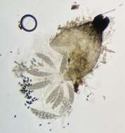 Image of Podospora collapsa (Griffiths) Cain 1962