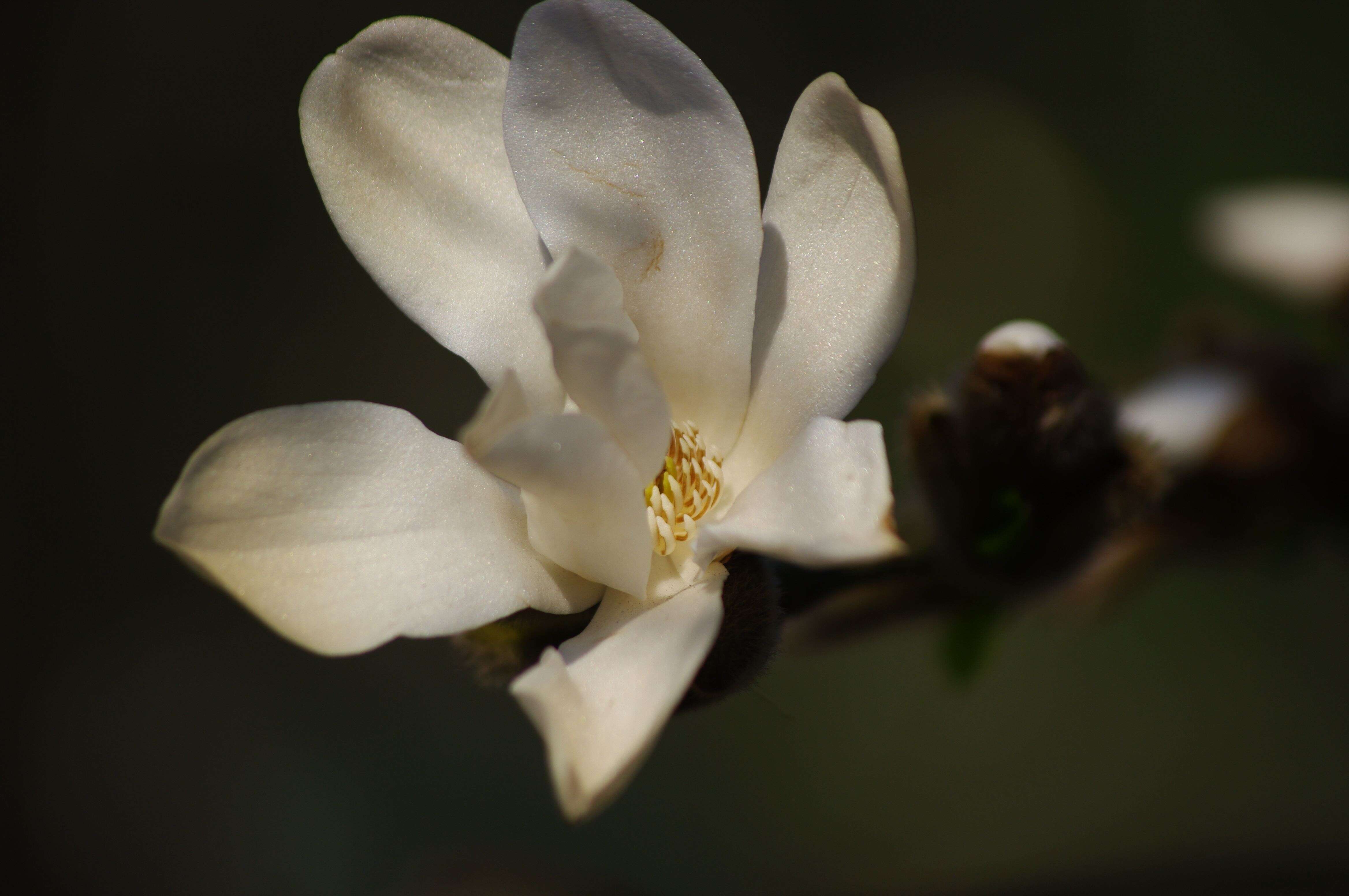 Image of Kobus magnolia