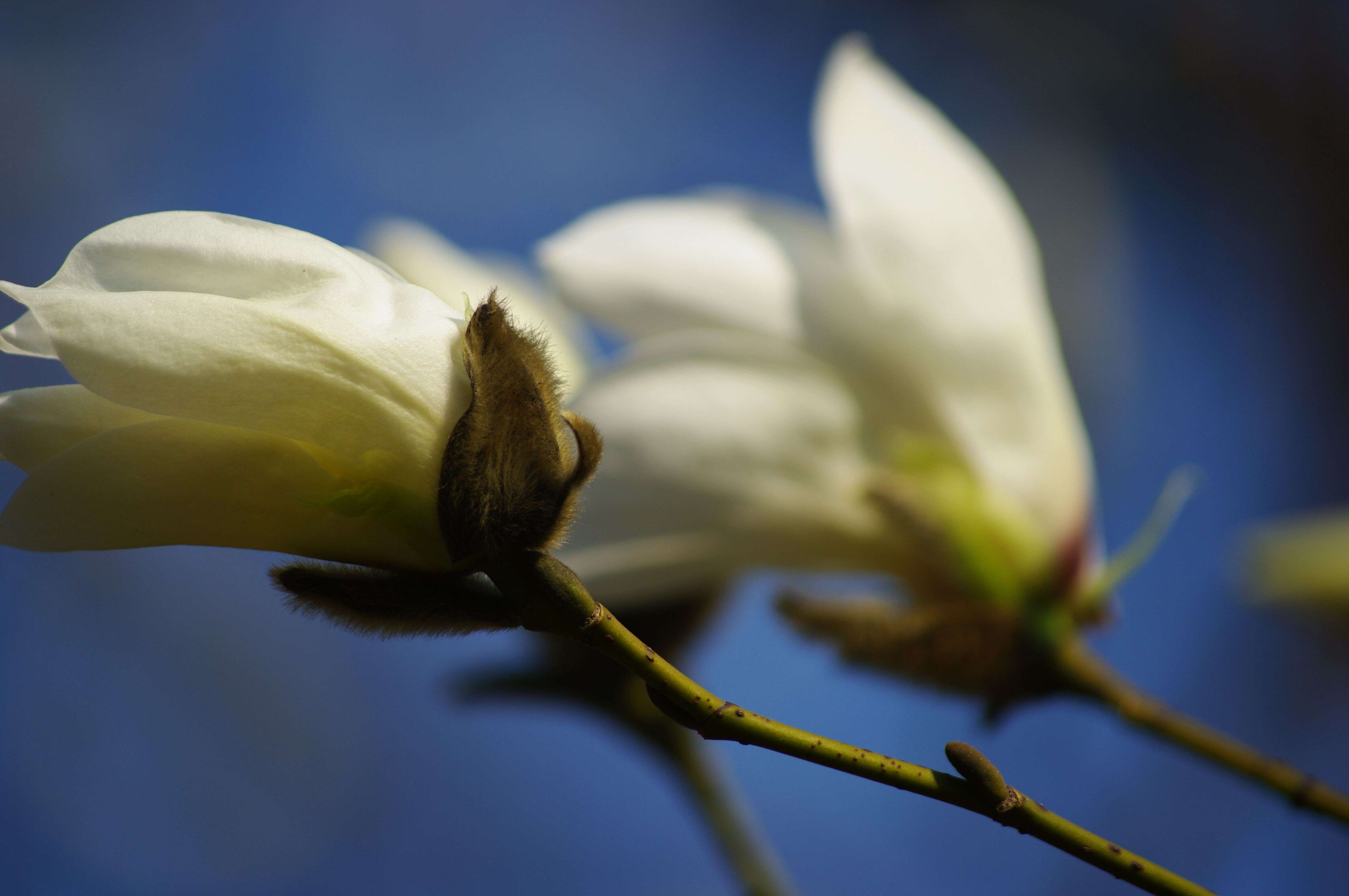 Image of Kobus magnolia