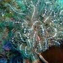 Image of Brown and white feather star