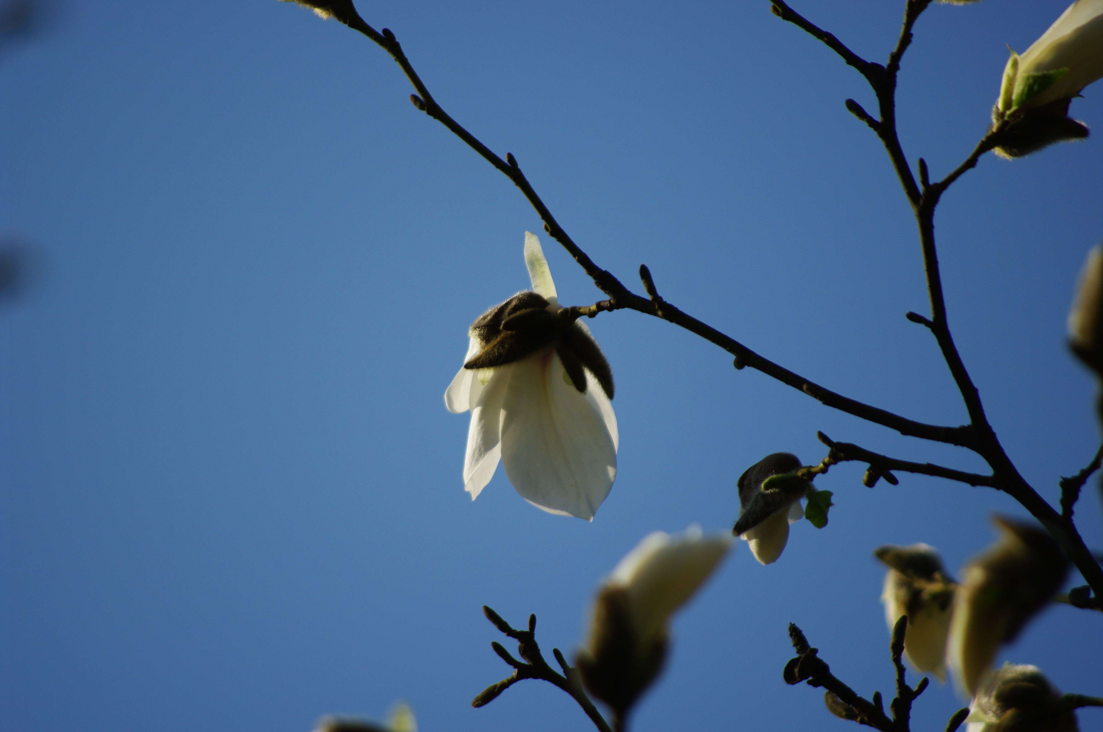 Image of Kobus magnolia