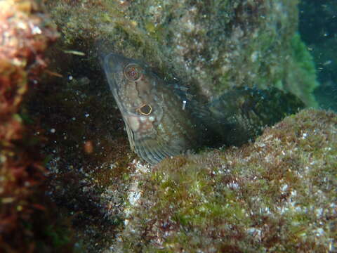 Image of Masquerader hairy blenny